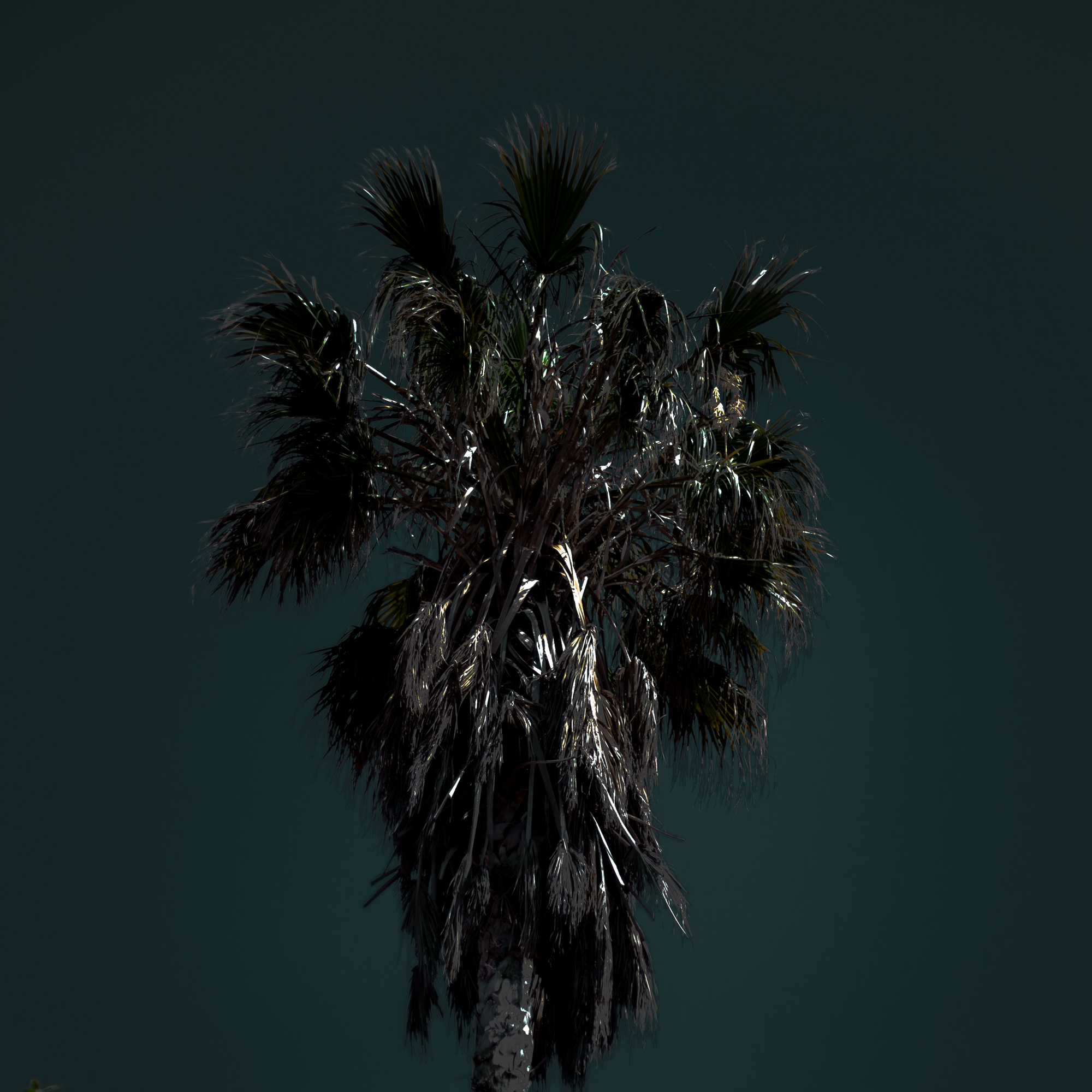 Rachel Bandit photographe Archi Weed