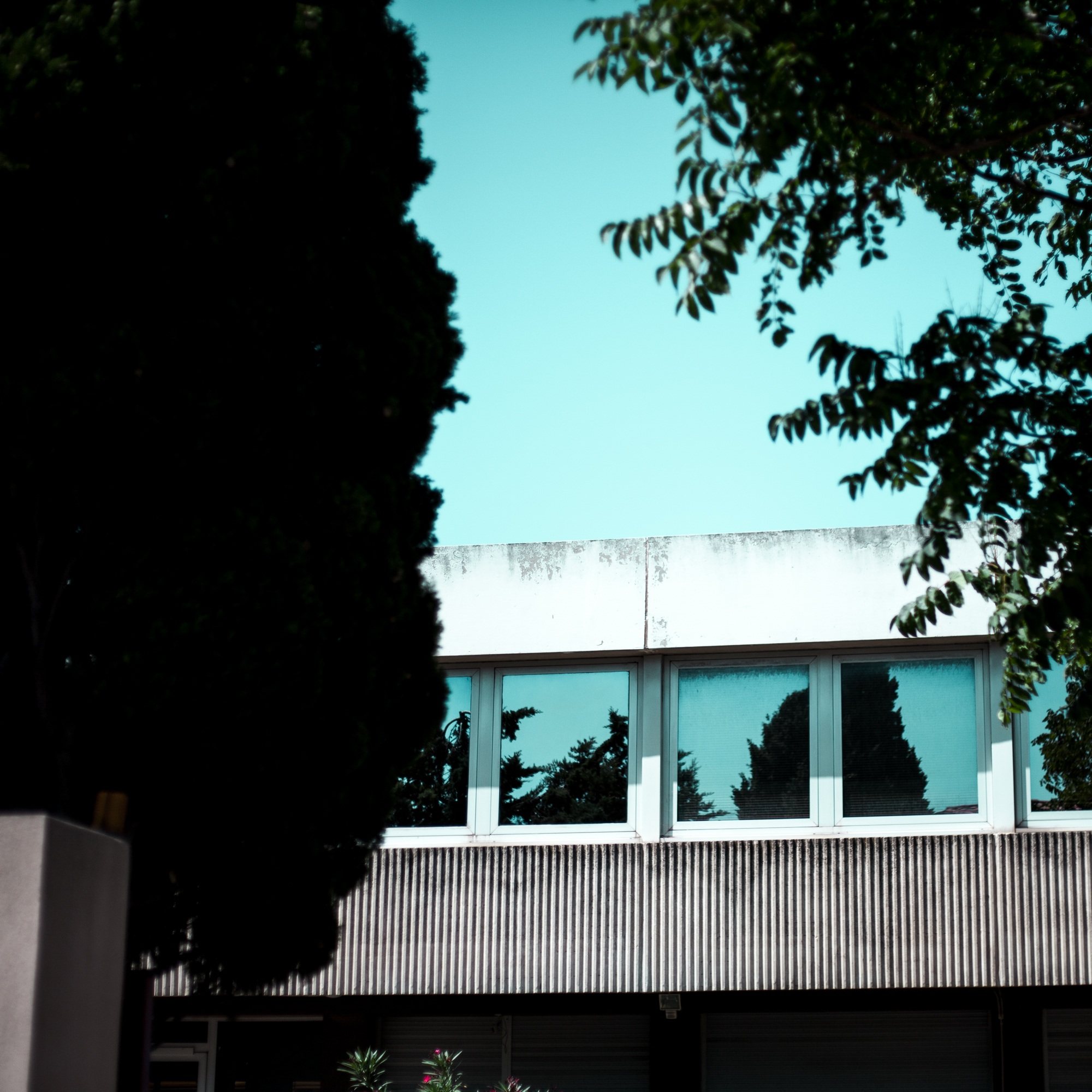 Rachel Bandit photographe Archi Weed